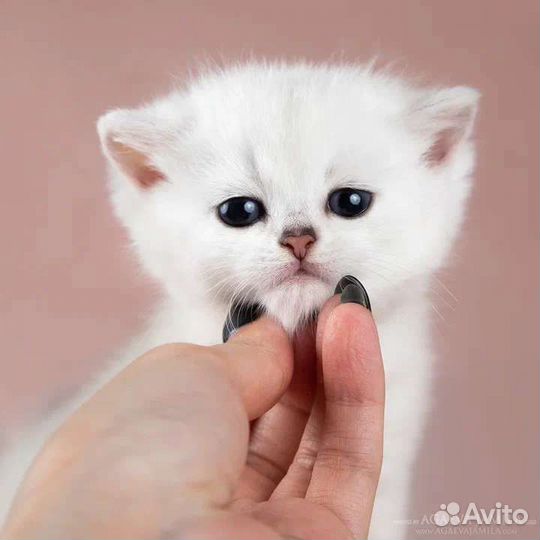 Девочка британская серебристая шиншила Arabbica