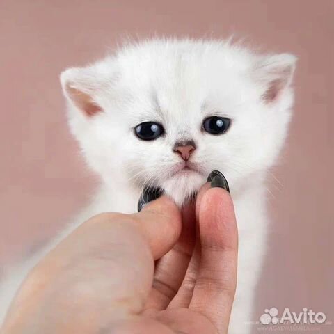 Девочка британская серебристая шиншила Arabbica