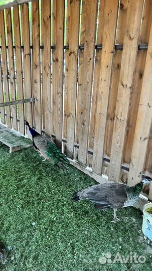 Пара павлинов