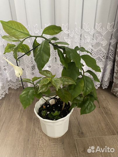 Комнатные цветы