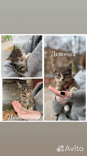 Котята в добрые руки