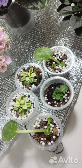 Сортовые фиалки