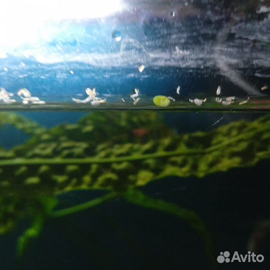 Аквариумные рыбки