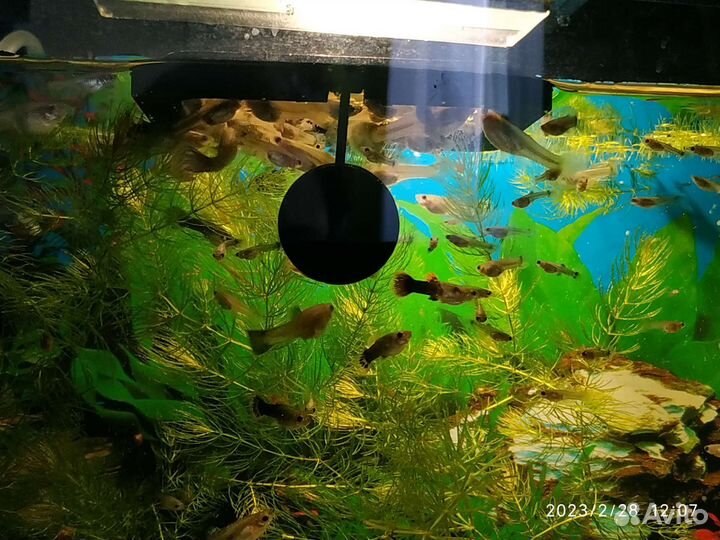 Малек гуппи и Роголистник