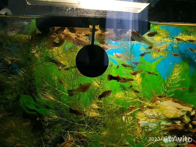 Малек гуппи и Роголистник