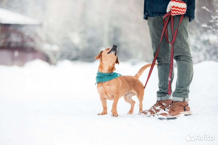 Рыжий коротколапик в поисках дома