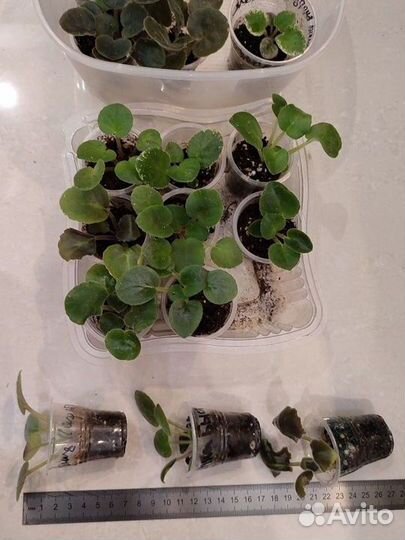 Детки фиалки сенполии