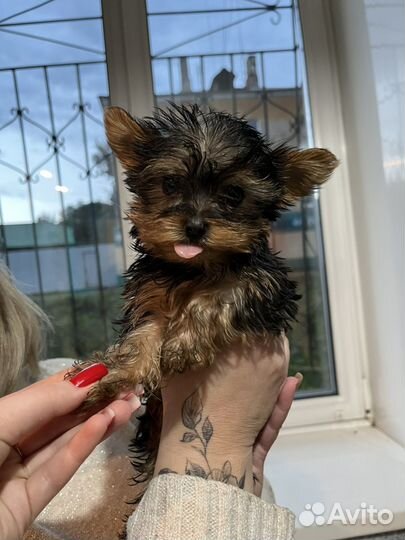 Йоркширский терьер