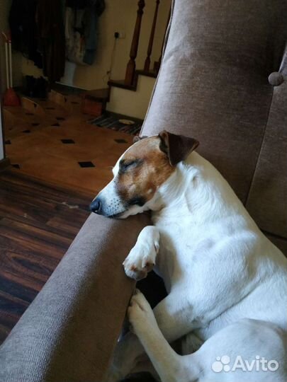 Кобель для вязки