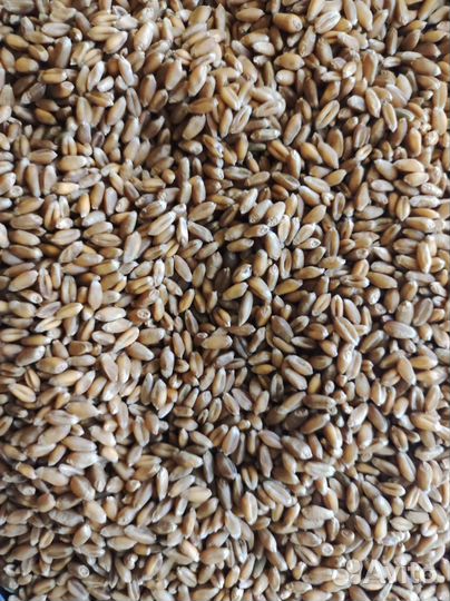Зерно пшеница / пшеница / 5 кг