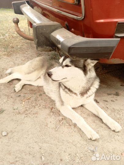 Собачка хаски