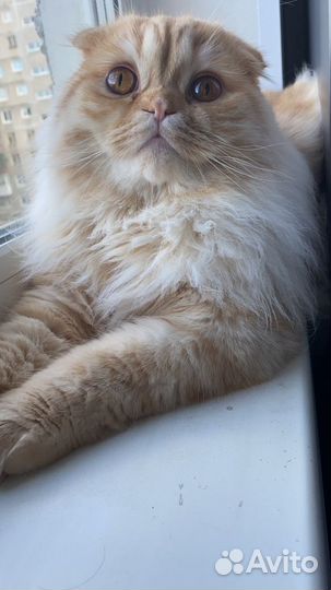 Шотландский вислоухий кот вязка