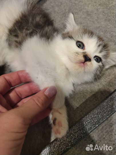 Котеночек
