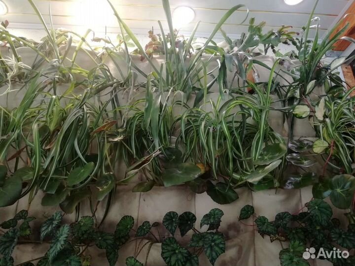 Бемерия, фикусы, финиковая пальма и др