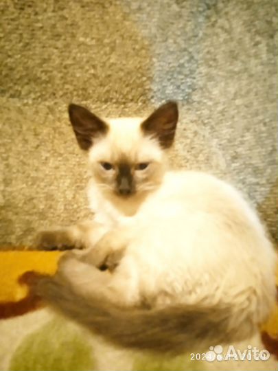 Кошка
