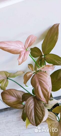 Сингониум Аврора