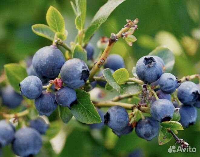 Ирга, вишня, крыжовник, жимолость на рассаду