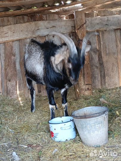 Продаются козы