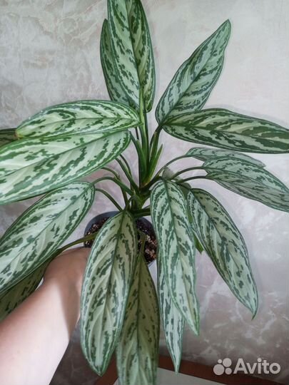 Аглаонема Сильвер Квин