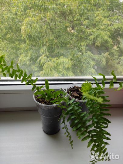 Разные цветы