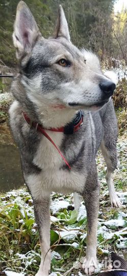 Вязка зсл, кобель