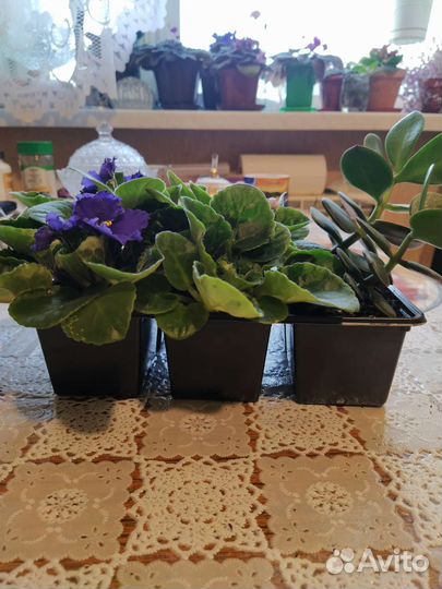 Фиалки цветущие, Толстянка