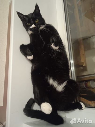 Отдам кота в добрые руки