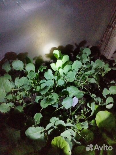Рассада капусты, помидор, перца, баклажан