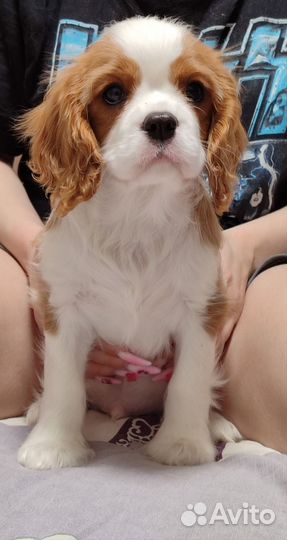 Кавалер Кинг Чарльз Спаниель