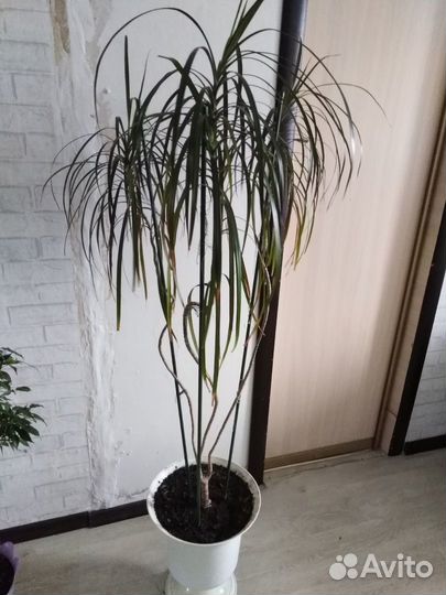 Комнатные растения