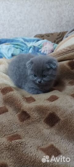 Вислоухие котята