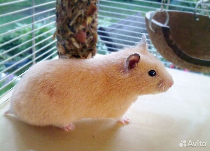 Хомяк Сирийский персик