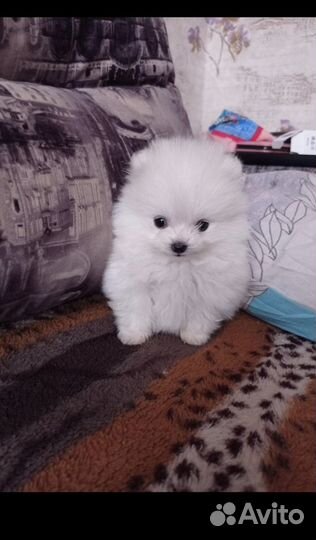 Мини и микро щпиц