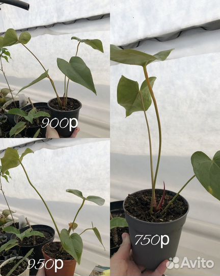 Сортовые антуриумы/кристаллиум/оклахома ред