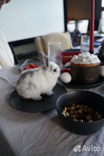 Декоративный карликовый кролик, вислоухий баран