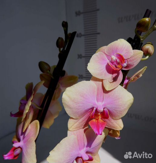Орхидея фаленопсис Sara Blansh