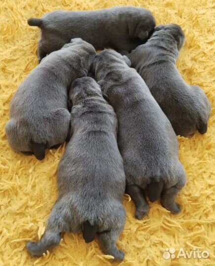 Коробки голубые, мальчики и девочки