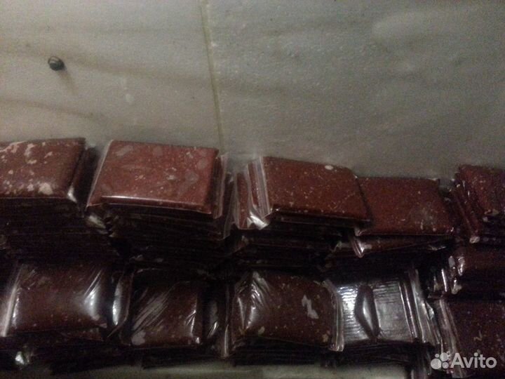 Артемия корм замороженный в наличии