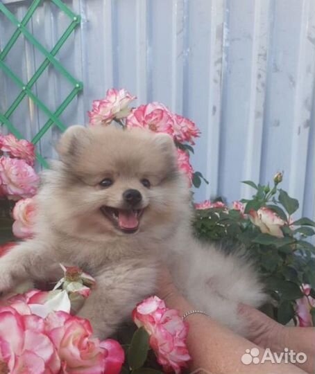Щенки померанского шпица