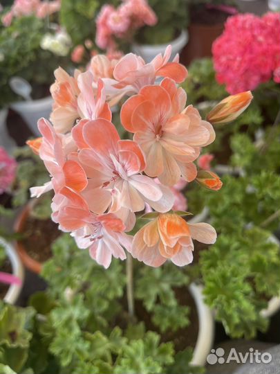 Пеларгония сортовая черенки