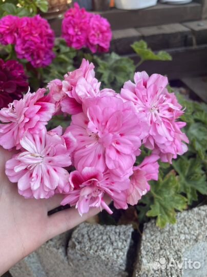 Пеларгонии сортовые