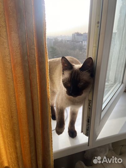 Кошка тайская