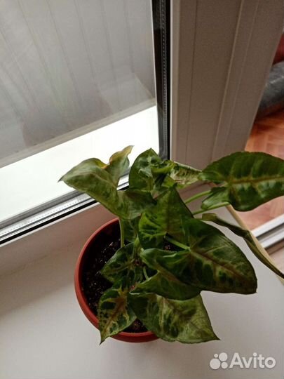 Сингониум кристмас