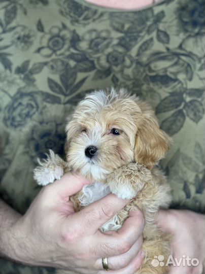 Мальтипу f1 мини цвет карамель мальчик)