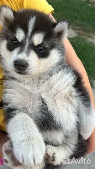 Щенки хаски