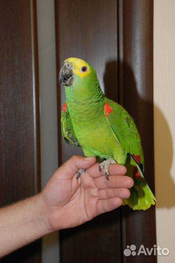 Орнитолог Специалист по птицам