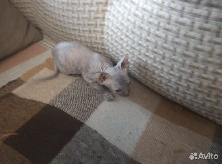 Канадский сфинкс