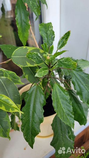 Фикус, гибискус, декабрист