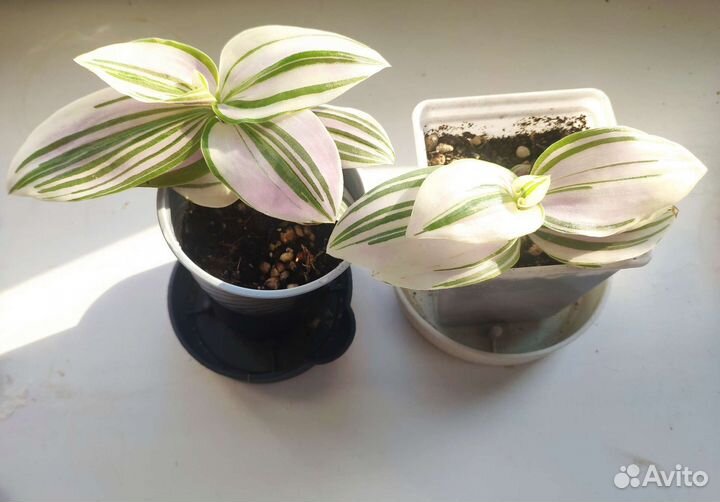 Традесканция сортовая Розовый холм, Альба