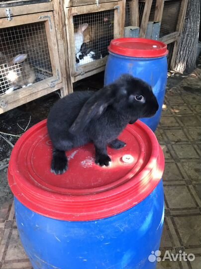 Французский баран